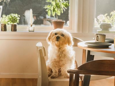 Hund sittende på stol